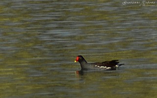 Foce fiume Irminio